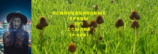 прущие грибы Куйбышев